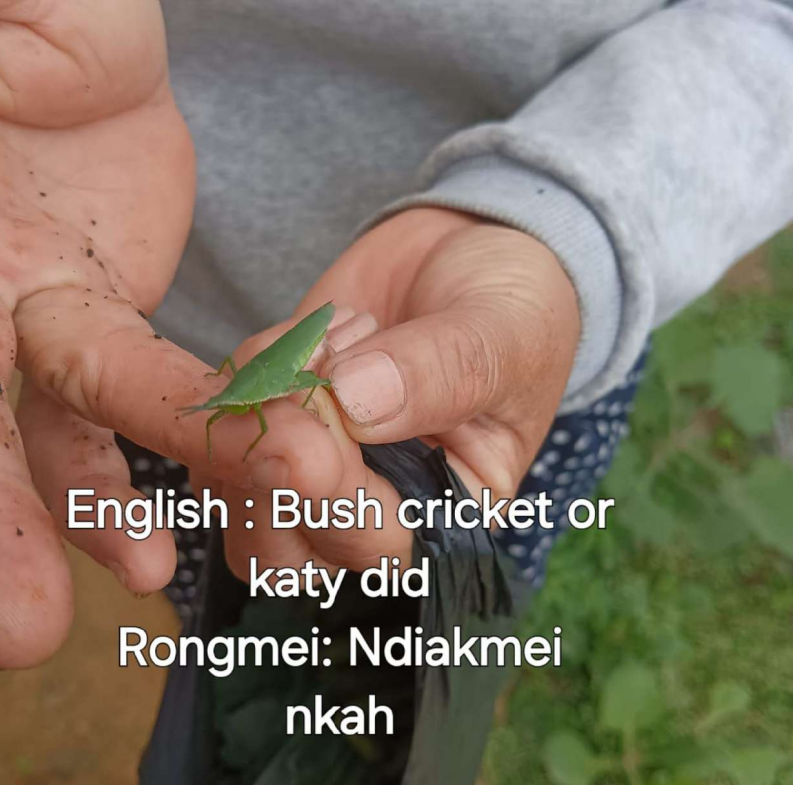 Insect survey 2
